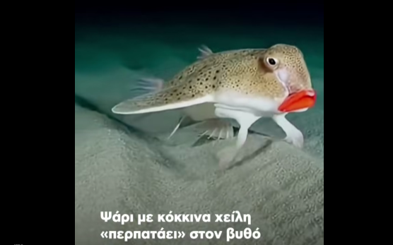 Ασυνήθιστο ψάρι, με κόκκινα χείλη «περπατάει» στον βυθό (video)