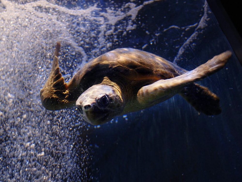 Εφυγε από τη ζωή ο Όμηρος, μία τυφλή αρσενική Caretta caretta που ταξίδεψε από την Ελλάδα μέχρι την Κορνουάλη