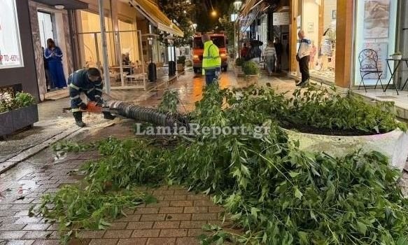 Συναγερμός στο κέντρο της Λαμίας: Δέντρο κατέρρευσε σε πολυσύχναστο πεζόδρομο - Εικόνες