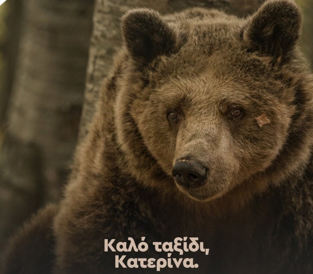 Συγκίνηση στον ΑΡΚΤΟΥΡΟ: Έφυγε η Κατερίνα, η αρκούδα που για 30 χρόνια έγινε κομμάτι της ιστορίας του