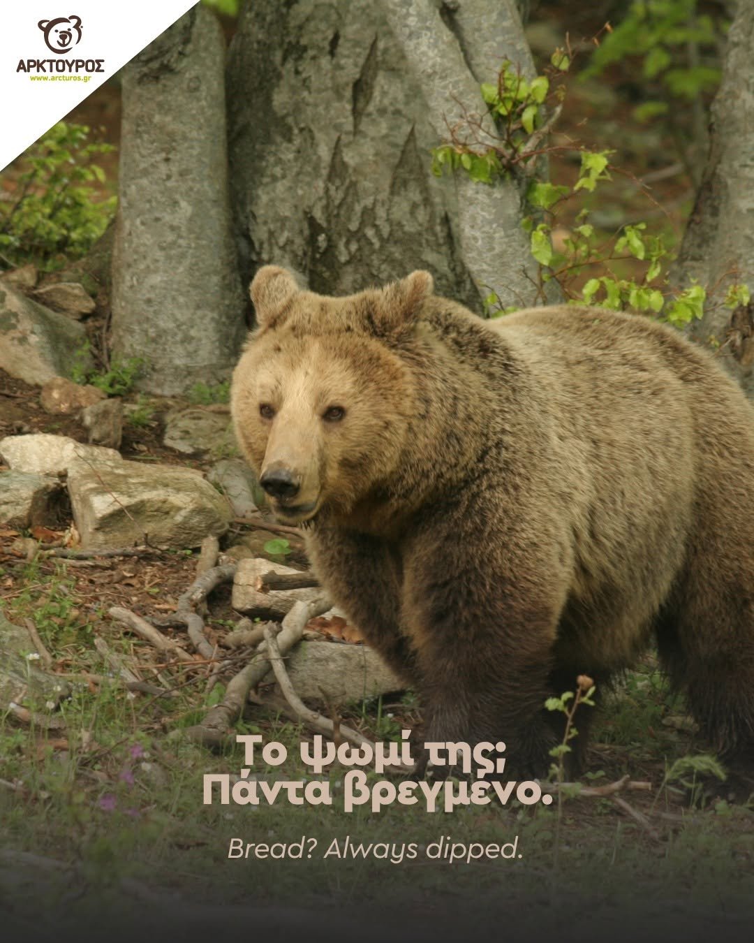 Συγκίνηση στον ΑΡΚΤΟΥΡΟ: Έφυγε η Κατερίνα, η αρκούδα που για 30 χρόνια έγινε κομμάτι της ιστορίας του