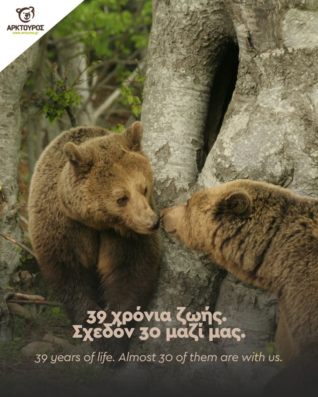 Συγκίνηση στον ΑΡΚΤΟΥΡΟ: Έφυγε η Κατερίνα, η αρκούδα που για 30 χρόνια έγινε κομμάτι της ιστορίας του