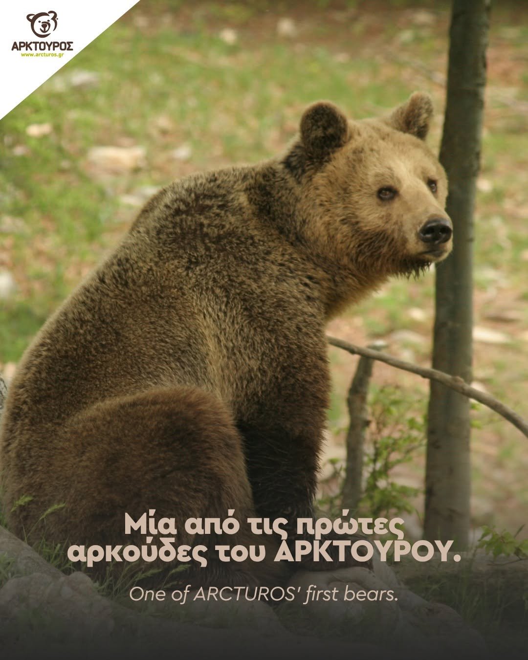 Συγκίνηση στον ΑΡΚΤΟΥΡΟ: Έφυγε η Κατερίνα, η αρκούδα που για 30 χρόνια έγινε κομμάτι της ιστορίας του