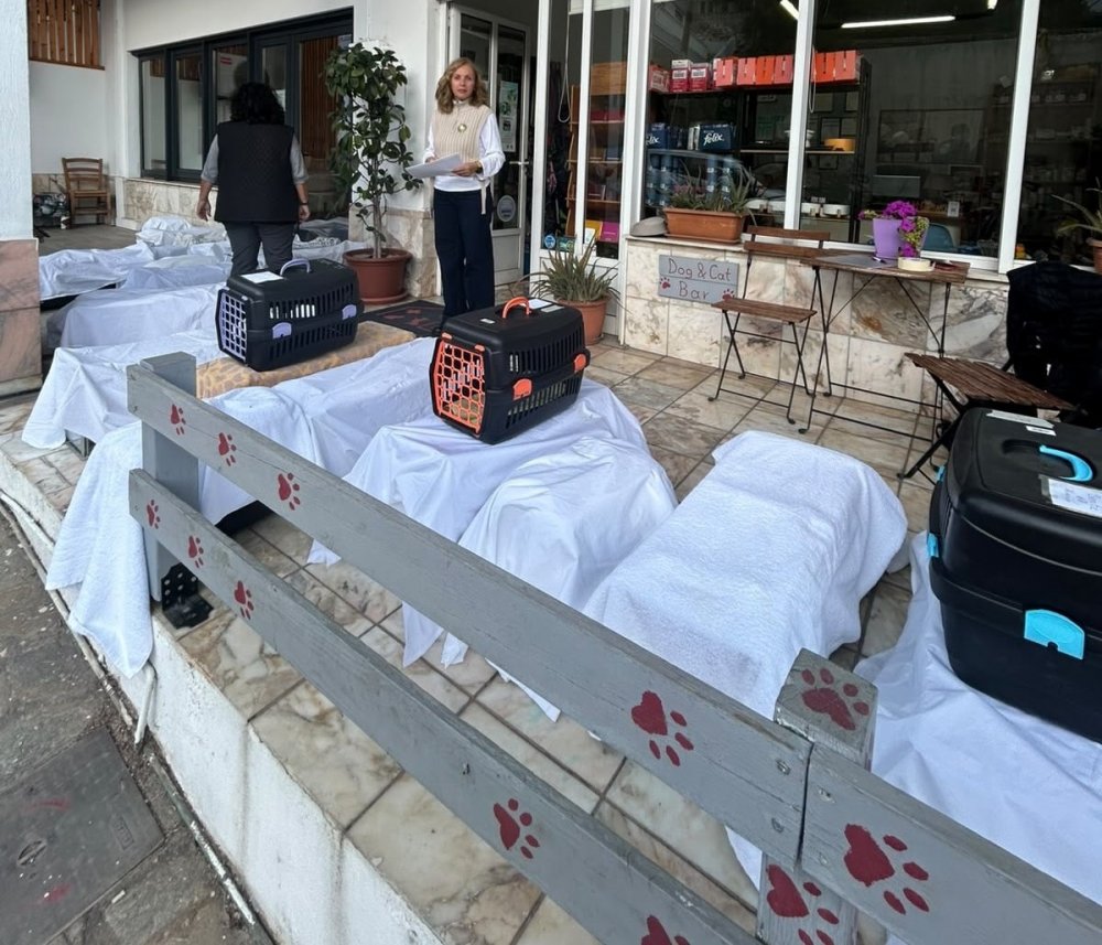 Αλόννησος: 151 στειρώσεις σε μια συντονισμένη δράση για τις αδέσποτες γάτες